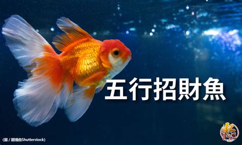 招財 魚 看你表現